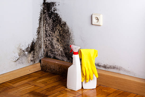 Professional Mold Removal in West Sand Lake, NY